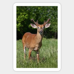 Velvety Buck - White-tailed deer Sticker